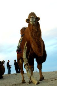 沙漠骆驼图片素材_沙漠骆驼图片素材免费下载