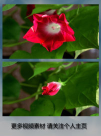 富贵籽开花视频 08bOOOPICe7_202.jpg