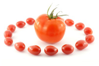 大番茄图片素材_大番茄图片素材免费下载_大