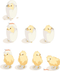 动物插图-出壳小鸡模板下载(图片编号:106530
