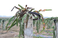 红龙果图片素材_红龙果图片素材免费下载_红