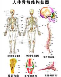 人体骨骼透视图模板下载(图片编号:1436928)_金属材质_3D贴图|3D材质_我图网www.ooopic.com