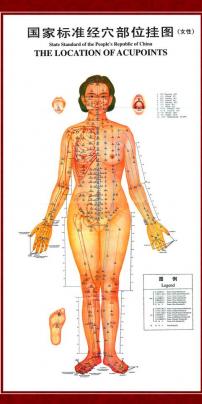<em>人体</em>背面穴位图模板下载(图片编号:571611)__