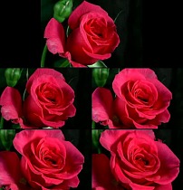 玫瑰花绽放图片素材_玫瑰花绽放图片素材免费