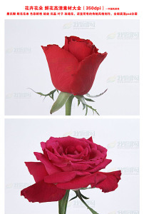 鲜花插花花卉花朵高清素材大全0