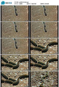 【下载】yy毛毛虫表白视频yy毛片群号yy毛片群