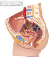 人体器官 高清图片素材模板下载(图片编号:487