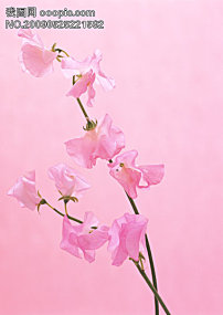 红高粱酒坊模板下载(图片编号:553822)__广告