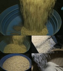 稻谷脱壳过程图片图片